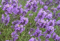 Eatable Flowers Guide Eatable Flowers Guide